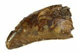 Bargain, Tyrannosaur (Nanotyrannus) Tooth - Montana #350767-1